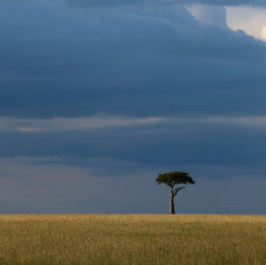 2025 0726 Africa savannah 01
